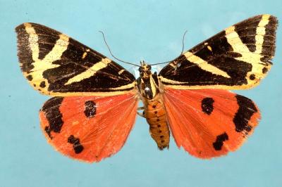 <i>Euplagia quadripunctaria</i>