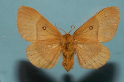 <i>Lasiocampa quercus quercus</i>