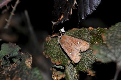<i>Eupsilia transversa</i>