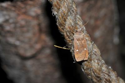 <i>Eupsilia transversa</i>