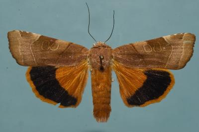 <i>Noctua fimbriata</i>