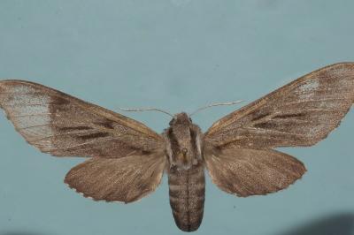 <i>Hyloicus pinastri</i>