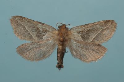 <i>Triodia sylvina</i>