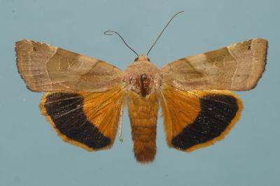<i>Noctua fimbriata</i>
