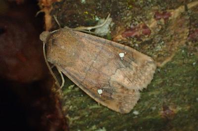 <i>Eupsilia transversa</i>