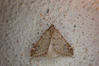 <i>Alsophila aescularia</i>