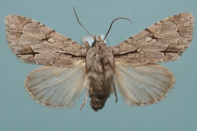 <i>Acronicta psi/tridens</i>