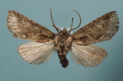 <i>Allophyes oxyacanthae</i>