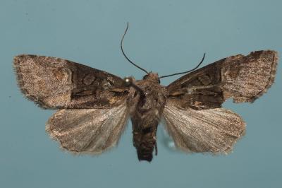 <i>Brachylomia viminalis</i>