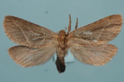 <i>Korscheltellus lupulinus</i>