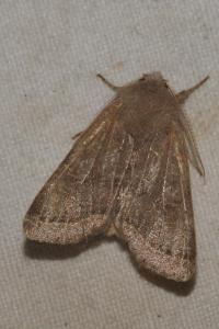 <i>Orthosia cerasi</i>