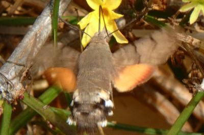 <i>Macroglossum stellatarum</i>