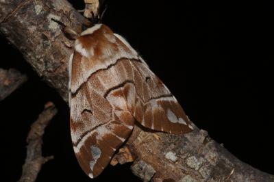 <i>Endromis versicolora</i>