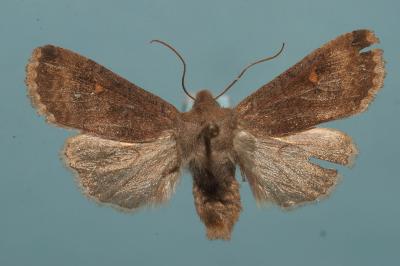 <i>Eupsilia transversa</i>