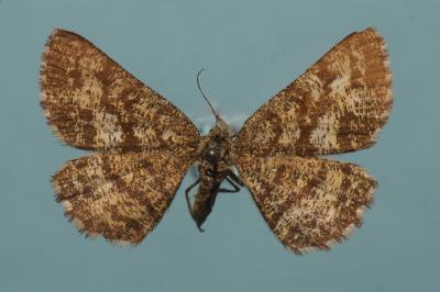 <i>Ematurga atomaria</i>