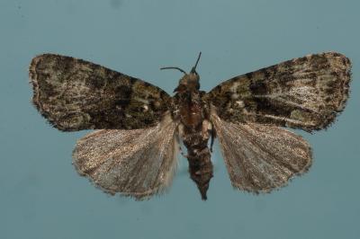<i>Cryphia algae</i>
