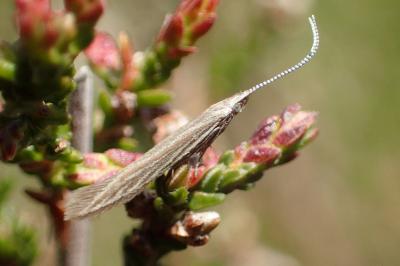 <i>Coleophora otidipennella</i>