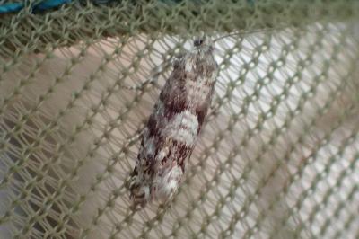 <i>Epinotia pygmaeana</i>