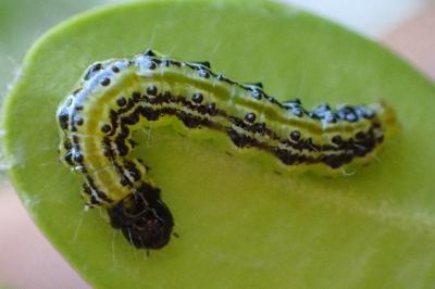<i>Cydalima perspectalis</i>