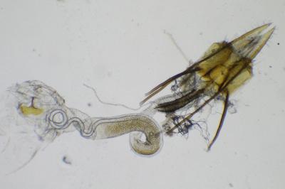 <i>Coleophora otidipennella</i>