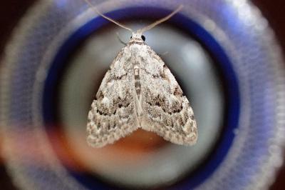 <i>Nola confusalis</i>