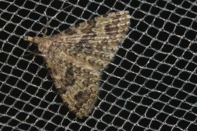 <i>Alucita</i>