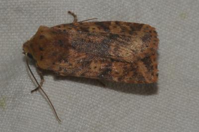<i>Conistra rubiginea</i>
