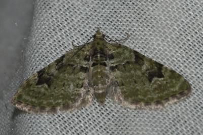 <i>Chloroclystis v-ata</i>