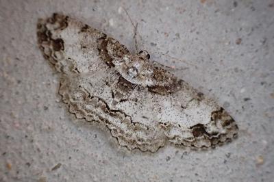 <i>Paradarisa consonaria</i>