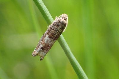 <i>Epinotia tetraquetrana</i>