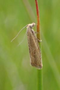 <i>Bactra lancealana</i>