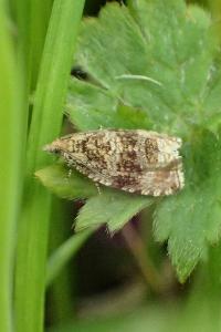 <i>Celypha lacunana</i>