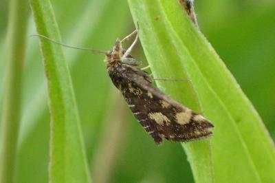 <i>Pyrausta</i>