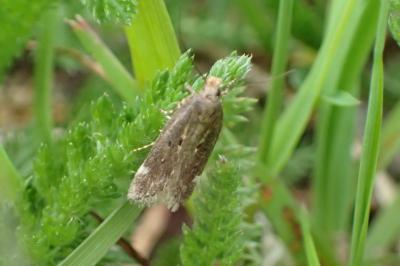 <i>Aroga velocella</i>