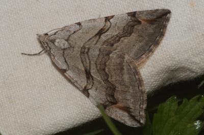 <i>Aplocera</i>