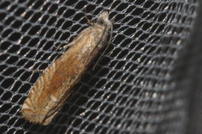 <i>Eucosma cana</i>