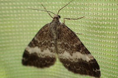 <i>Perizoma affinitata</i>