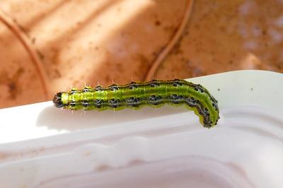 <i>Cydalima perspectalis</i>