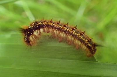 <i>Euthrix potatoria</i>