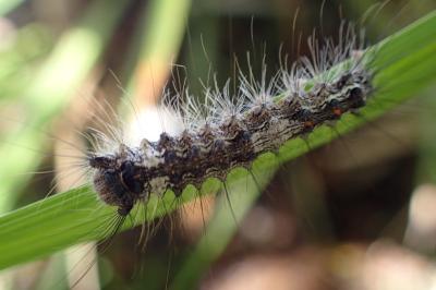 <i>Lymantria monacha</i>
