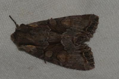 <i>Lacanobia w-latinum</i>