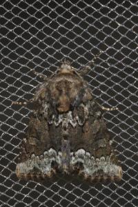 <i>Oligia</i>