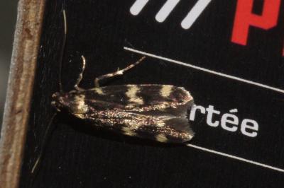 <i>Oegoconia</i>