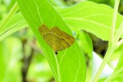 <i>Camptogramma bilineata</i>