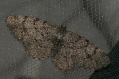 <i>Aethalura punctulata</i>