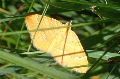 <i>Camptogramma bilineata</i>