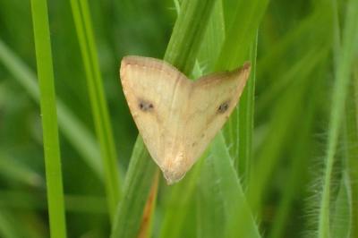 <i>Rivula sericealis</i>