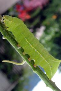 <i>Amphipyra pyramidea</i>