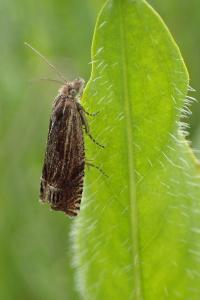 <i>Eucosma aspidiscana</i>