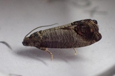 <i>Cydia pomonella</i>